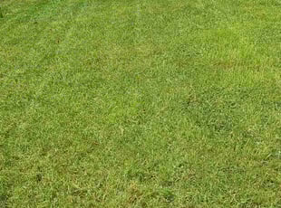 Mark G.'s Lawn Service service result