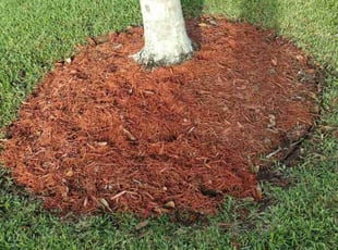 Weeding by Eric Humphreys for John k. in Palm City, FL
