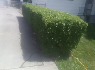 Bush Trimming by Jason Allen for Virginia L. in Spokane, WA