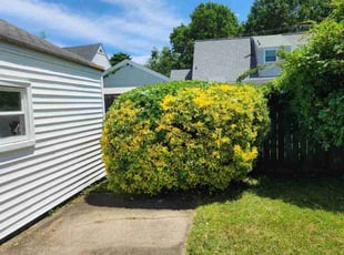 Bush Trimming by Jay M for Matthew B. in Norfolk, VA