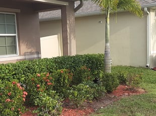 Bush Trimming by Wayne Poole for Courtney S. in Palm Bay, FL