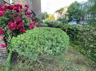 Bush Trimming by Nelly Arredondo for Joyce J. in Washington, DC