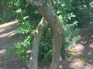 Bush Trimming by Jacob Carlton for Beth W. in Fairhope, AL