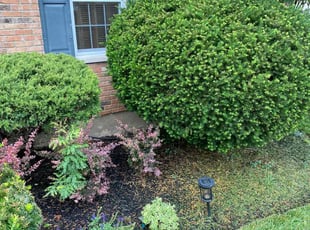 Bush Trimming by Jose Maltos for Marwan G. in Cincinnati, OH