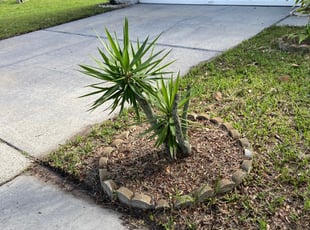 Landscaping by Elvin Aponte for Ajmal M. in Orlando, FL