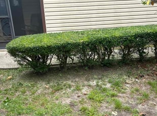 Bush Trimming by Paul Tollefson for Anne S. in Tallahassee, FL