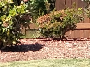 Weeding by Kristine Vasquez for Vernon P. in Puyallup, WA