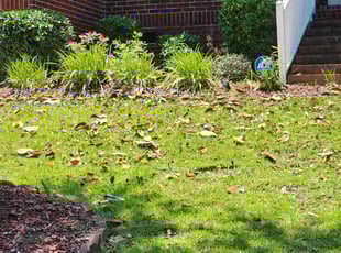 Bush Trimming by Rodney Rhone for Earnest H. in Columbia, SC