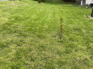 Oganya U.'s Lawn Care service result
