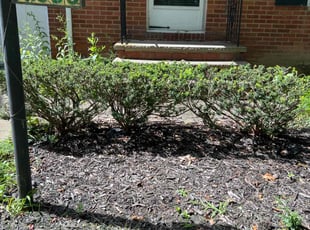 Bush Trimming by Demetrius Bennett Jr for Sabriya G. in South Euclid, OH