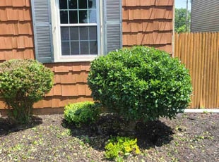 Bush Trimming by Kong Thu for Deborah M. in Rochester, NY