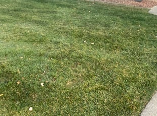 Leaf Removal by Sean Spadafore for Ed S. in Warren, MI