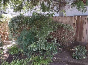 Bush Trimming by Francisco Jacquez for Rommel M. in Modesto, CA