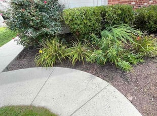 Weeding by Fidel Rodriguez for Colleen C. in Alexandria, VA