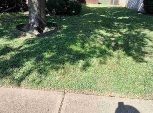 Marcela B.'s Lawn Mowing service result