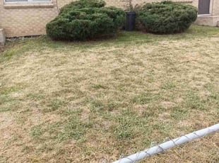 Bush Trimming by Tabias Graves for Zach S. in Denver, CO