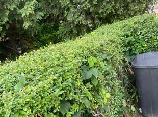 Bush Trimming by Markese Seals for Crystal B. in Philadelphia, PA