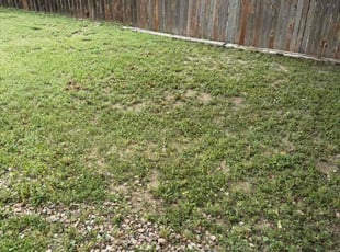 Leaf Removal by Nick Steidl for James Z. in Fountain, CO