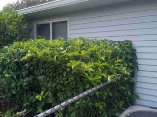 Bush Trimming by Carlin Howard for Eileen D. in Ocala, FL