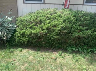 Bush Trimming by Devonnye Morris SR for Ryann B. in Wheeling, IL