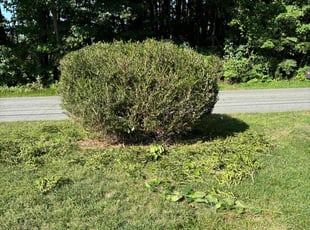 Bush Trimming by Dustin Murray for John S. in Greensboro, NC