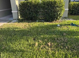 Bush Trimming by Steven Templeton for Cheyenne R. in Punta Gorda, FL