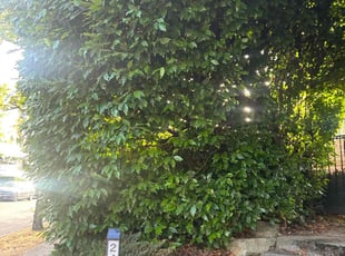 Bush Trimming by Richard Luiza Jr for Fuck O. in Seattle, WA