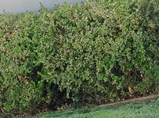 Weeding by Blake Holland for Chrystal W. in Fresno, CA