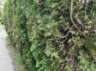 Bush Trimming by Cody Phillips for Josh F. in Bethlehem, PA