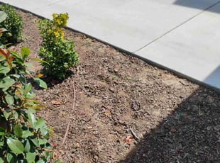 Weeding by Louie Priest for Rochedia M. in Bakersfield, CA