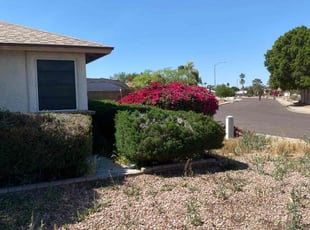 Bush Trimming by Taylor Dodson for Vyolet W. in Glendale, AZ