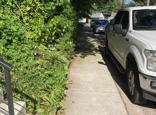 Bush Trimming by Betty Montalvan for Dan G. in Kensington, MD