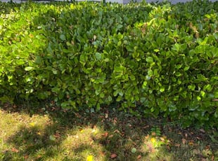 Bush Trimming by Jim Haak for Ashley M. in Fair Oaks, CA
