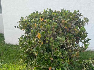 Bush Trimming by Jonathan Cruz for Larry S. in Palm Coast, FL