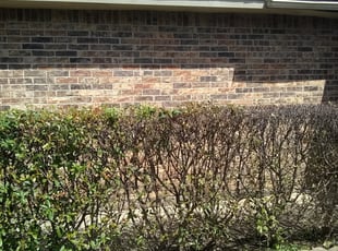 Bush Trimming by Gralin Johnson for Faye Anderson /7717 Four Winds Dr. 76133 G. in Fort worth, tX