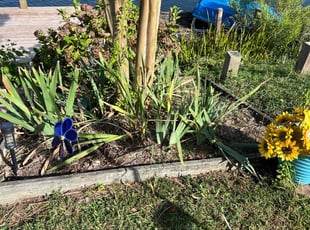 Weeding by Debbie Carper for Jennifer S. in Chesapeake, VA