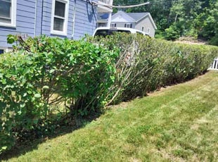Bush Trimming by Zachary Lamson for Elizabeth B. in Woonsocket, RI