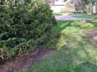 Bush Trimming by Gregg Hickerson for Suzanne W. in Minneapolis, MN