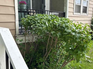 Bush Trimming by John McCardle for Tony S. in Milwaukee, WI