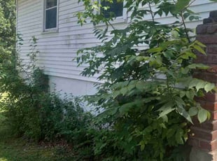Weeding by Lance Reynolds for Steve M. in Mission, KS