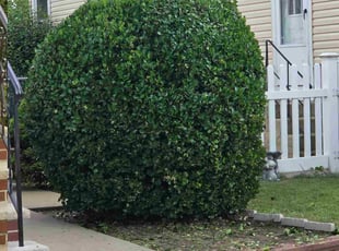 Bush Trimming by Frank Gallo for Nawrin S. in East Rockaway, NY