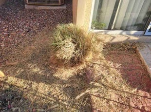 Bush Trimming by Lamont Johnson for Mikal P. in Las Vegas, NV