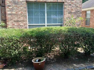 Bush Trimming by Daiby Alvarez for Matthew P. in Porter, TX