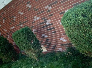 Bush Trimming by Steven Baker for Jessie L. in Indianapolis, IN