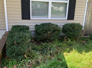 Bush Trimming by Taylor Dodson for Jose R. in Virginia Beach, VA