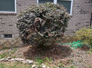 Bush Trimming by Andrew Hudson for Monique G. in East Point, GA