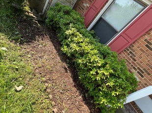 Weeding by Debbie Carper for Stephen N. in Virginia Beach, VA