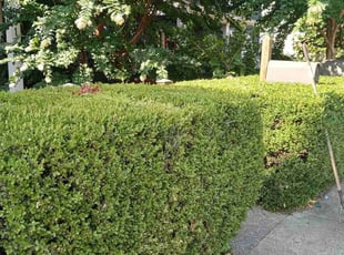 Bush Trimming by William King for Shannon F. in Nashville, TN