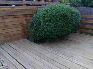 Bush Trimming by Steven J. Smith for Glenda W. in Raytown, MO