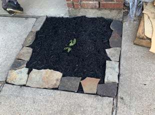 Cleanups by Jacob Alvarez for Laura T. in Richmond, TX